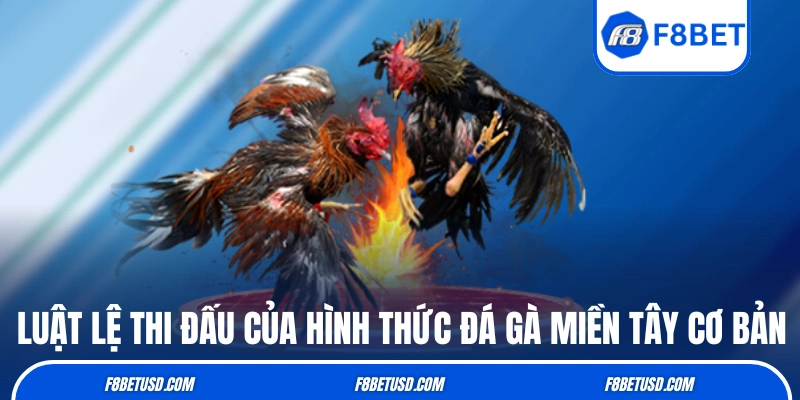 Đá Gà Miền Tây: Nét Đẹp Văn Hoá Của Người Dân Miền Sông Nước 4 Luật lệ thi đấu của hình thức đá gà miền Tây cơ bản